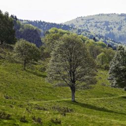 Trail de la Tour. En duo et 100% féminin, le 15 septembre 2024.